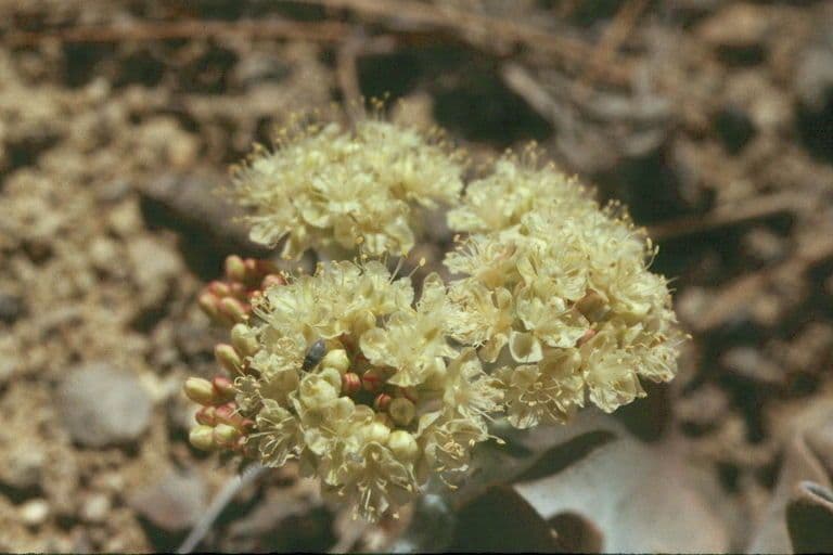 Granit-Polygonum 3