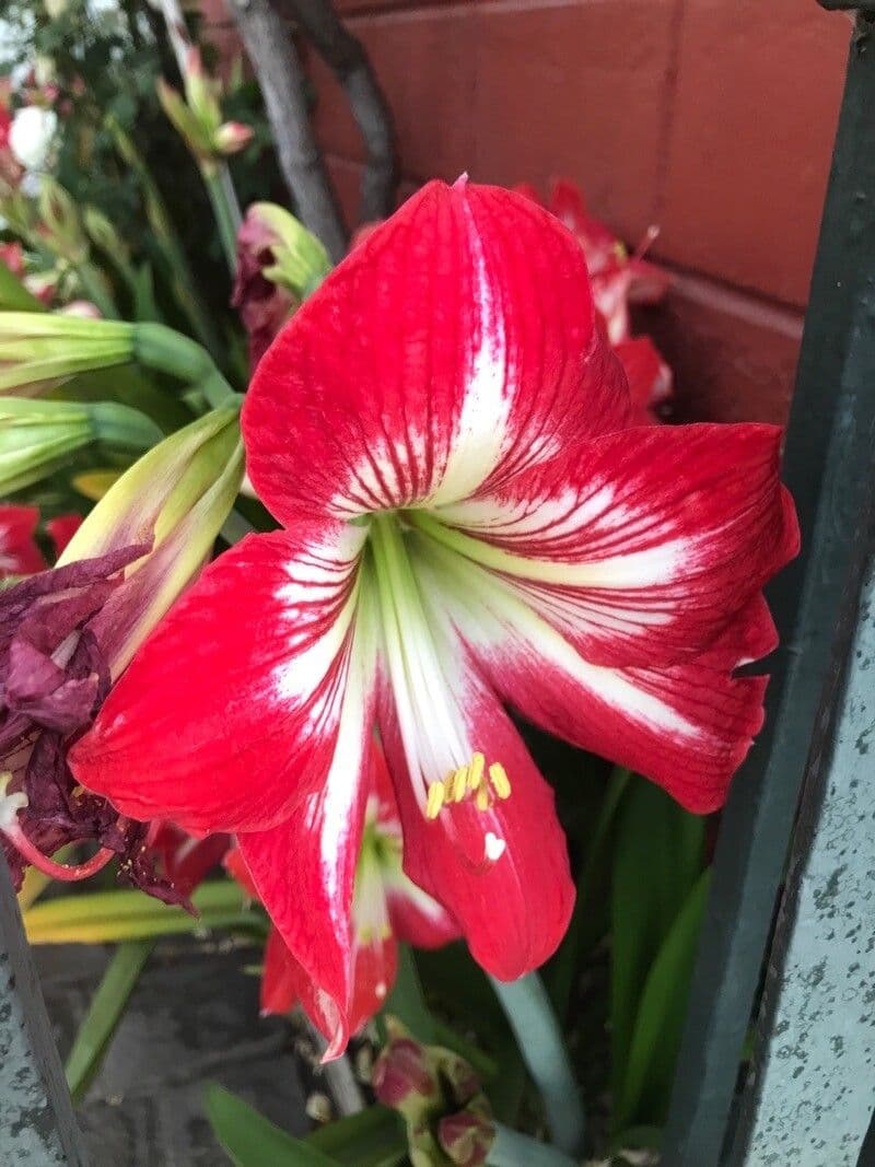 Hippeastrum 6