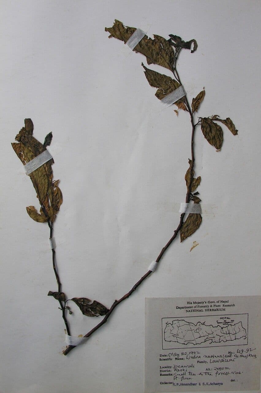 Lindera 4