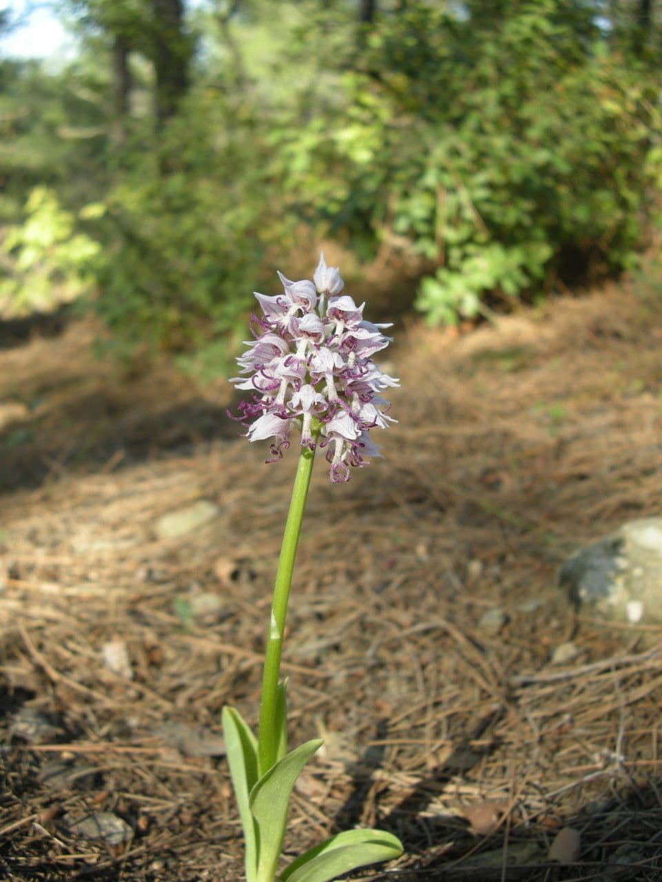 Orchide scimmia 16