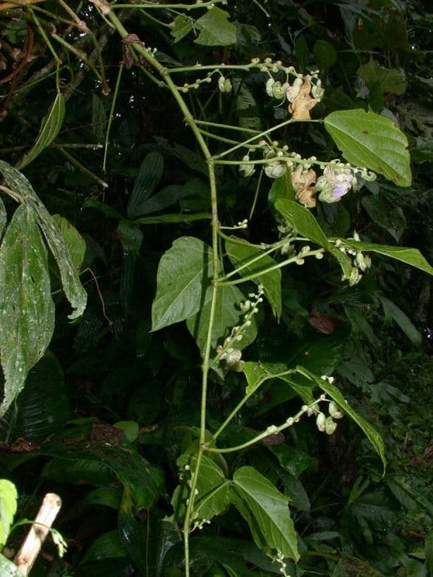 Cochliasanthus 23