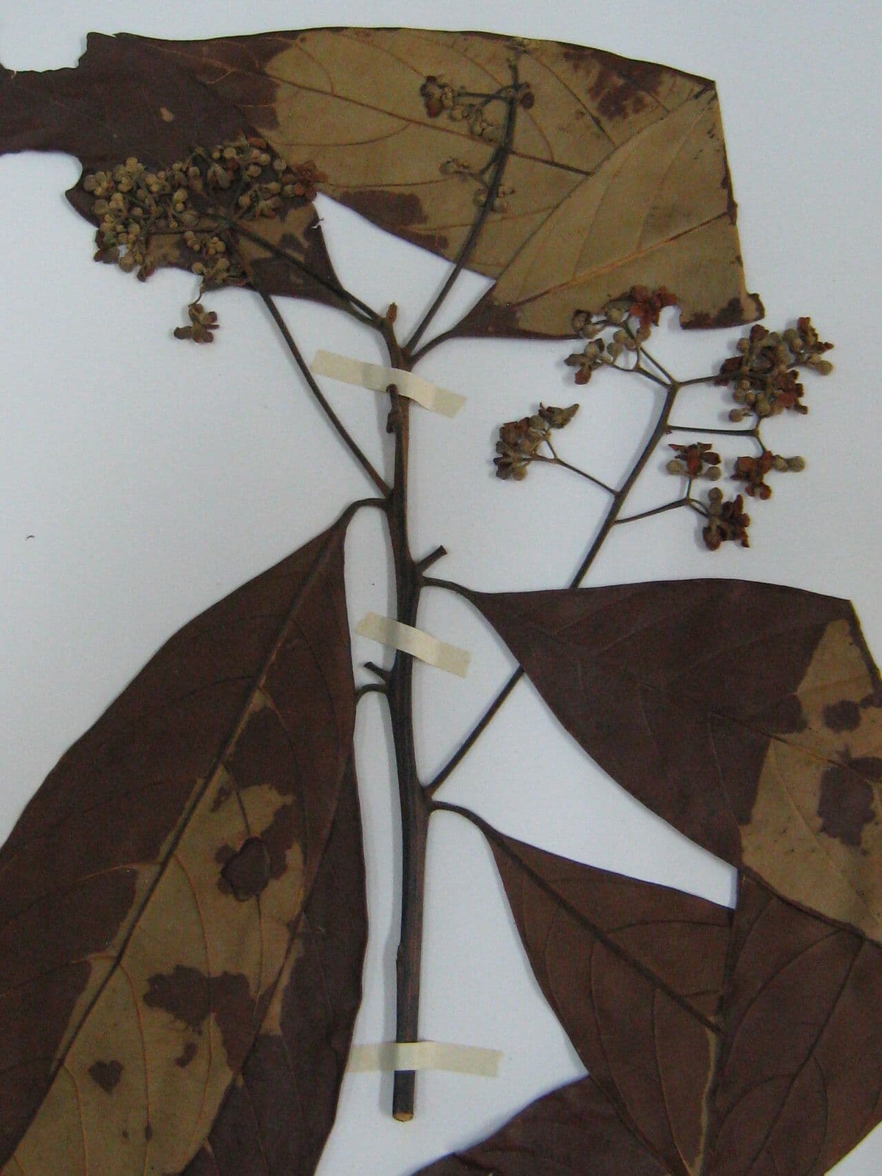 Nectandra 2