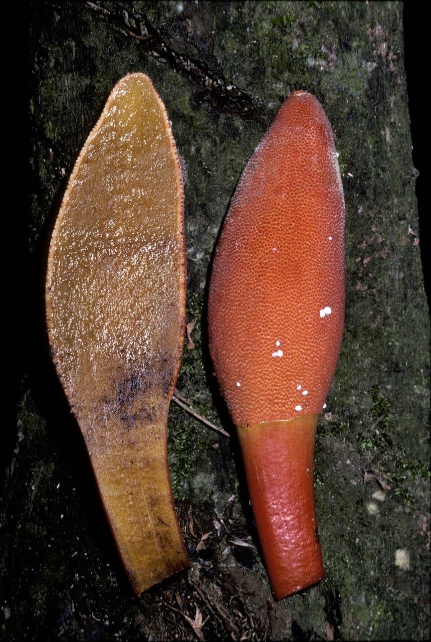 Pilzwurzel 3