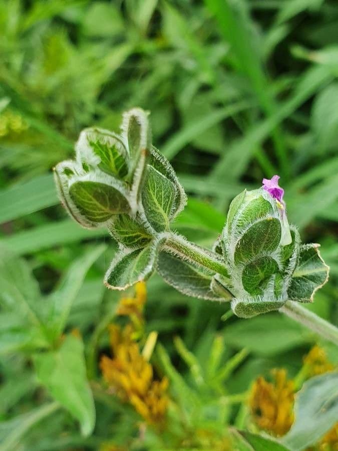 Akanthius diplopteroidny 20