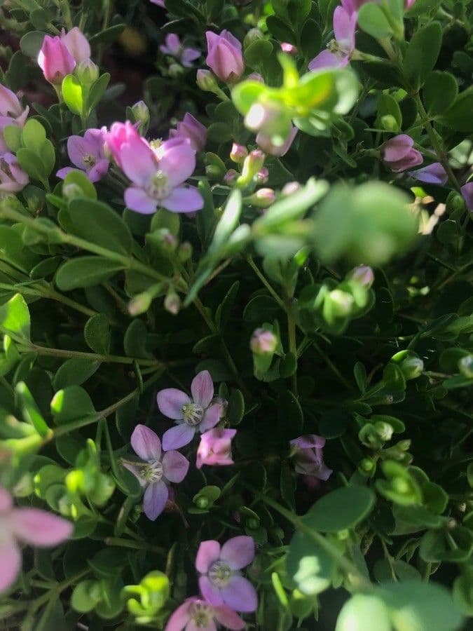 Boronia all'anice 2