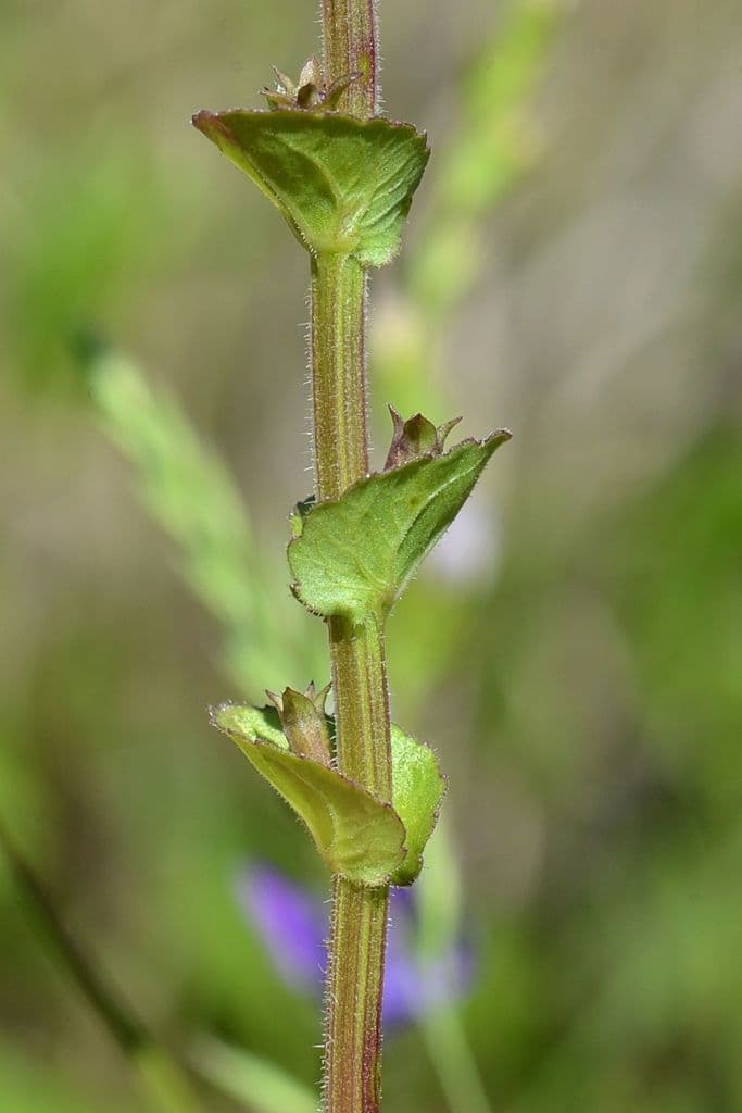Triodanis przerosła 18