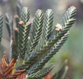 Andicolea 3