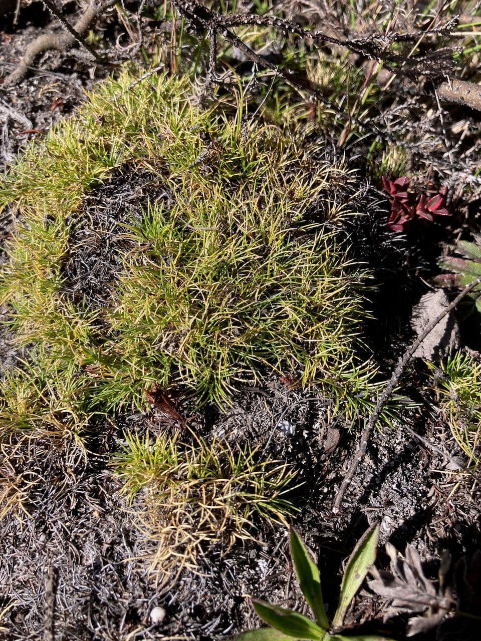 Aciachne 2