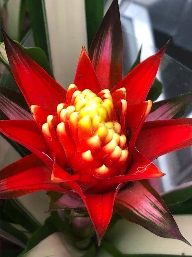 Guzmania 2