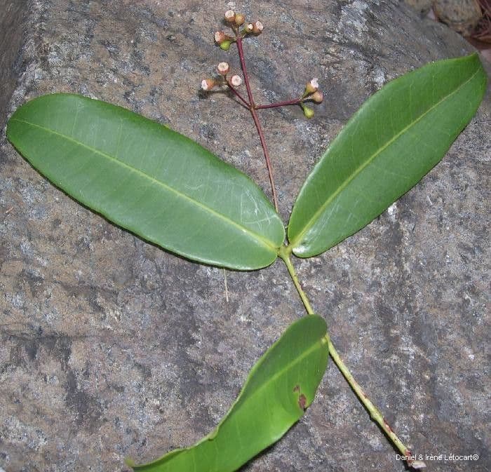 Syzygium 11