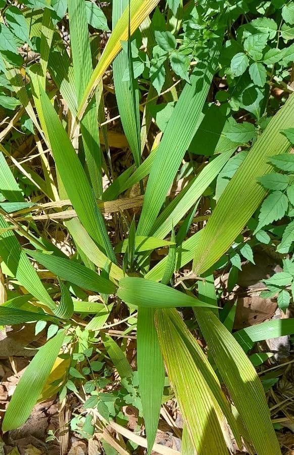 Setaria di Poiret