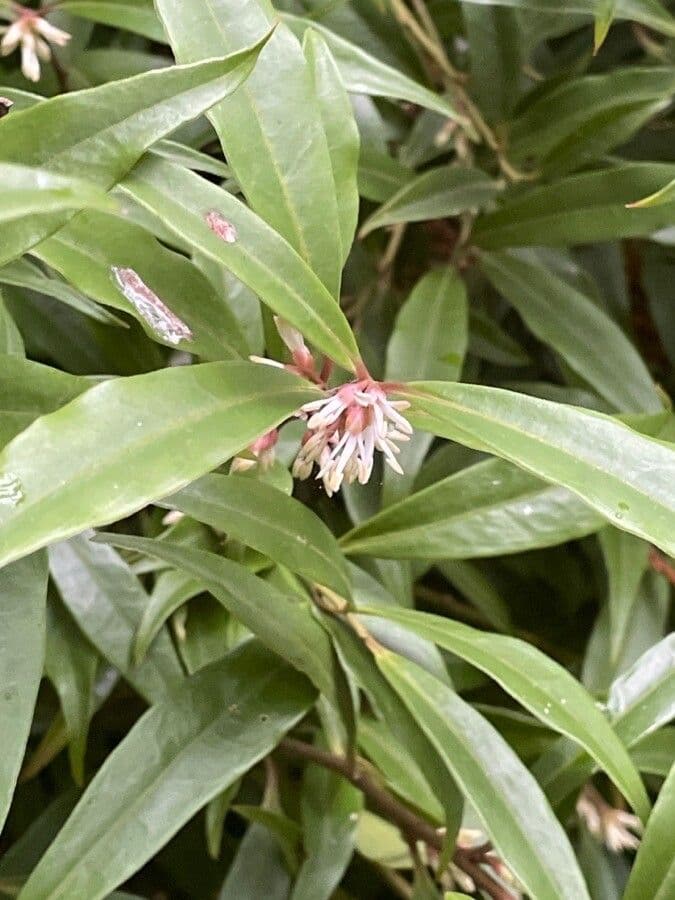 Sarcococca orientale 9