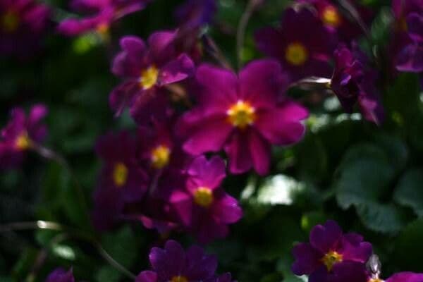 Primula 3