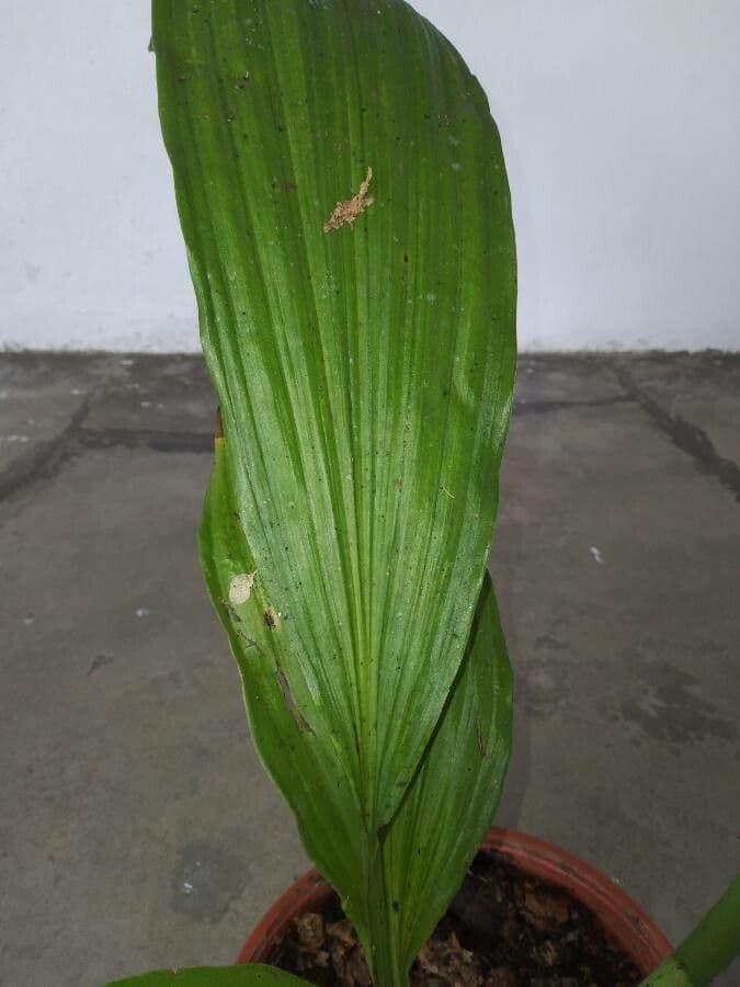 Phaius di Tankerville 16