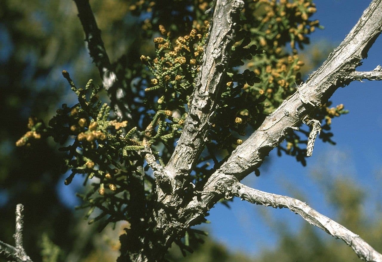 Ginepro 8