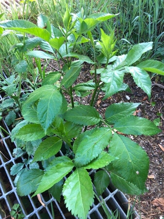 Criptotaenia canadensis 16