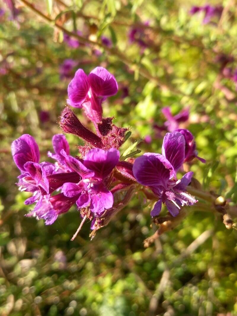 Cuphea lanceolata 2
