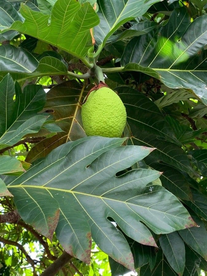 Albero del pane 5