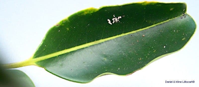 Clusia-blättrige Apodytes 15
