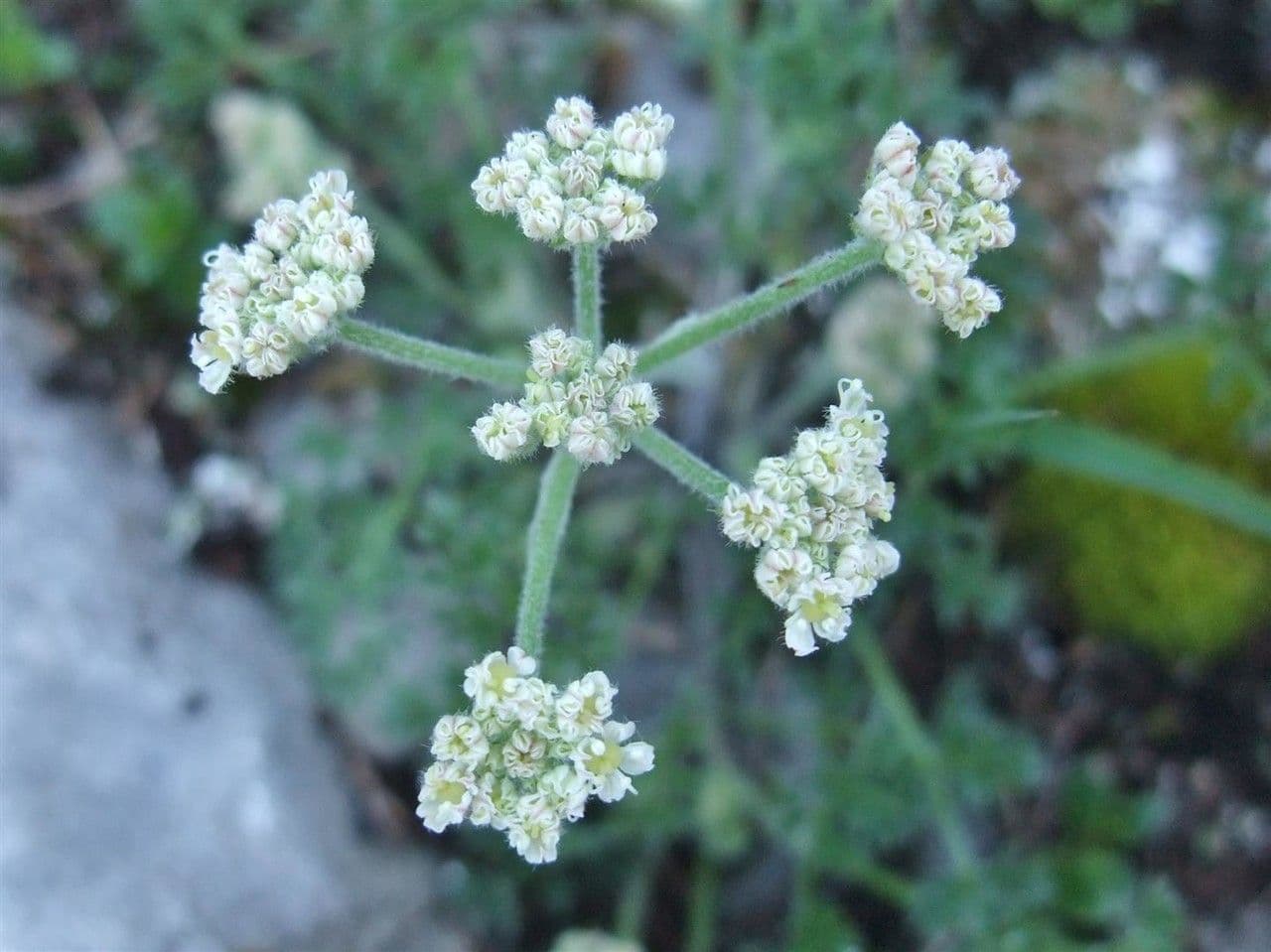 Athamanta cretensis 9