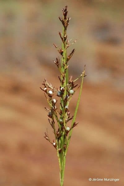 Scleria 2