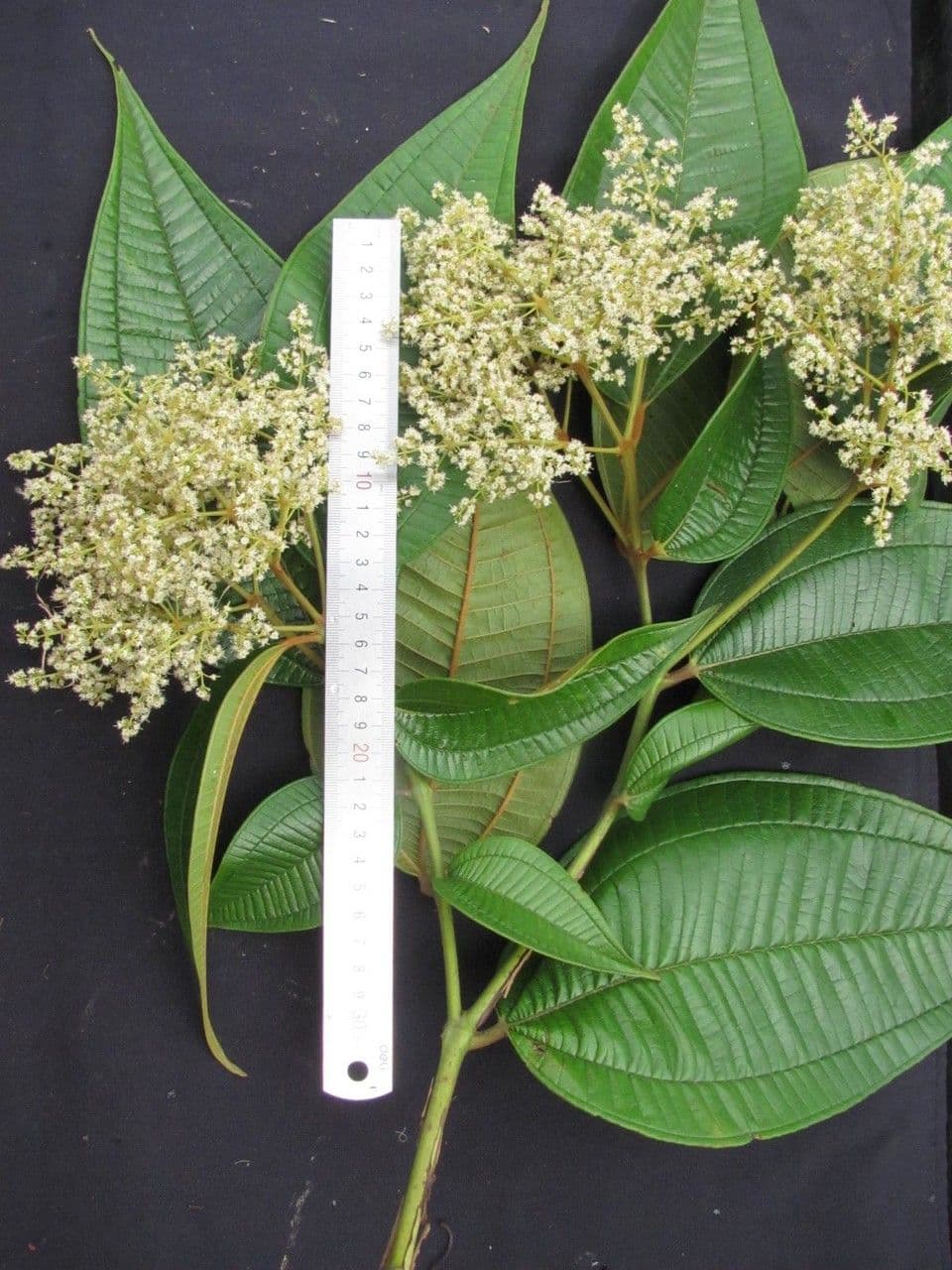 Miconia 14