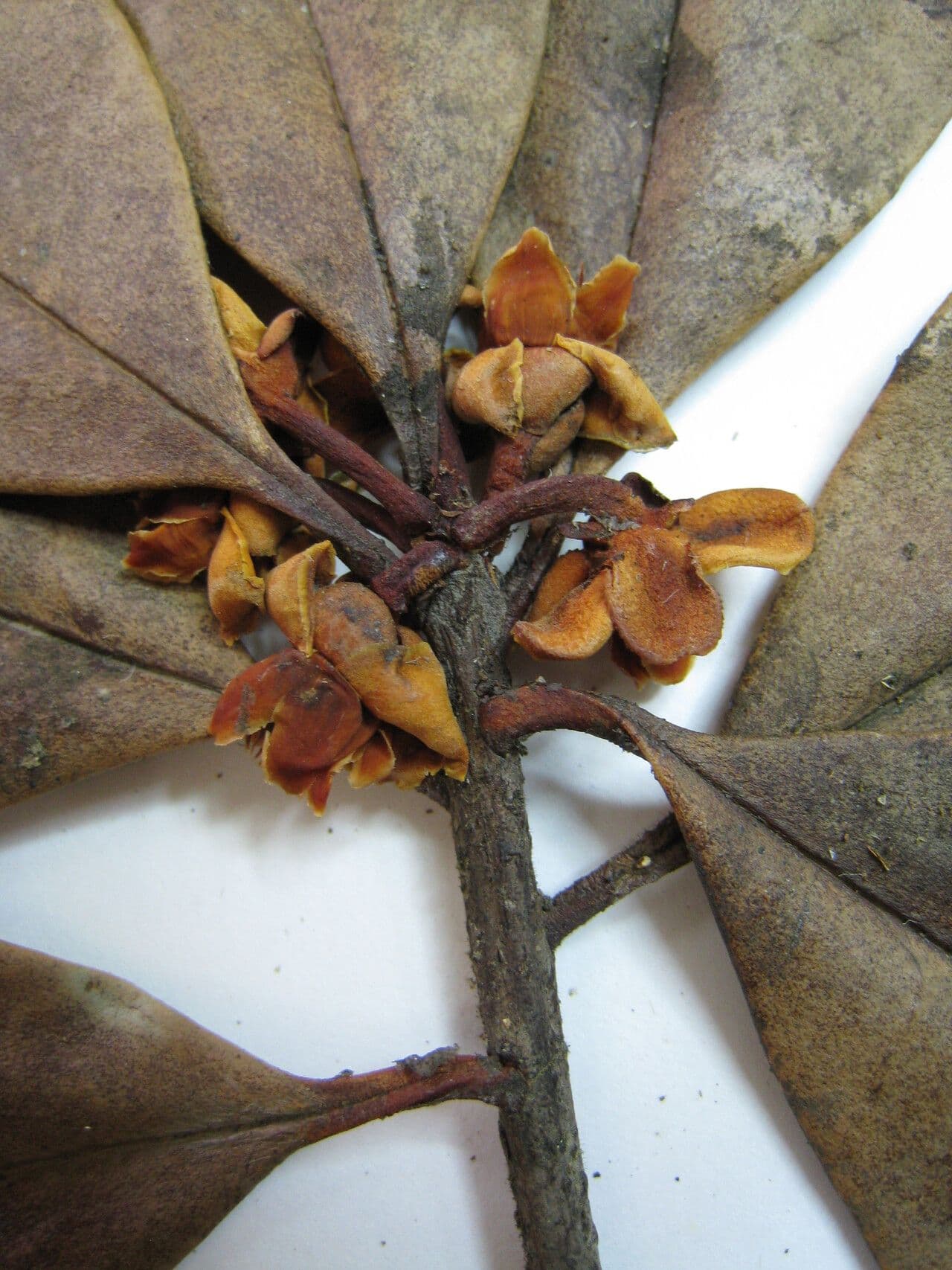 Ternstroemia 7