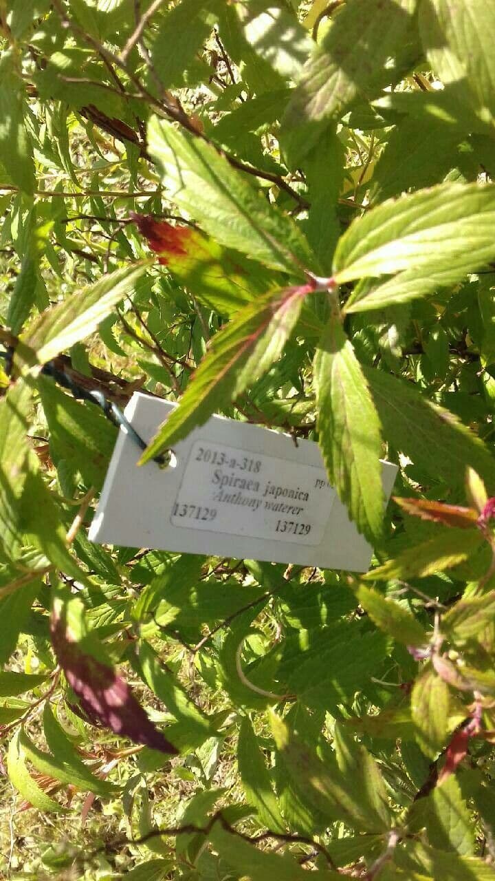 Spirea del Giappone 27