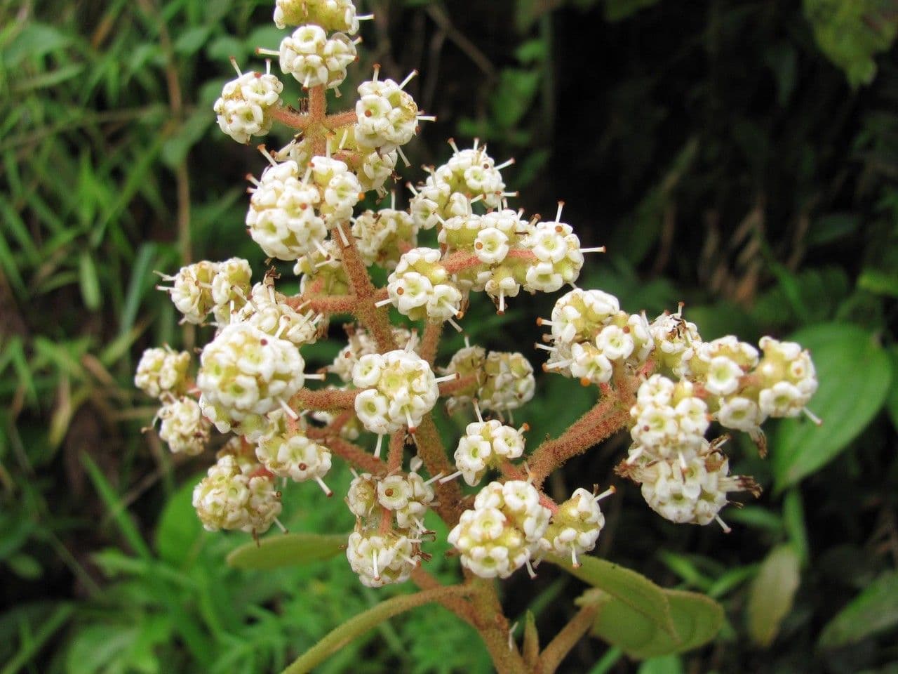Miconia 5