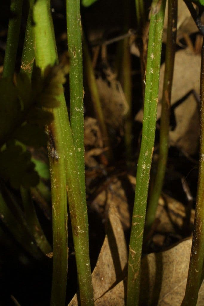 Cystopteris protrusa 11