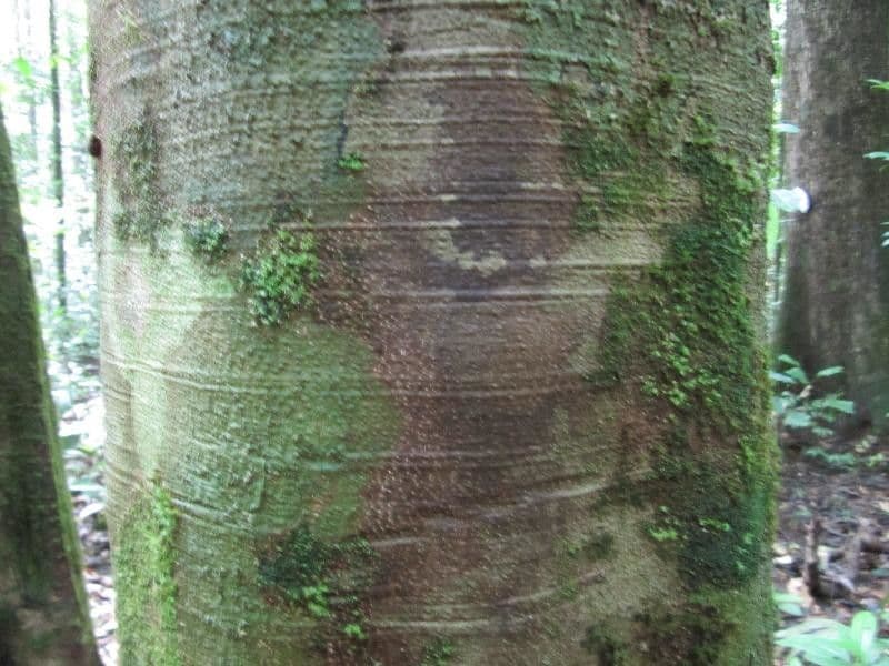 Batesia 2