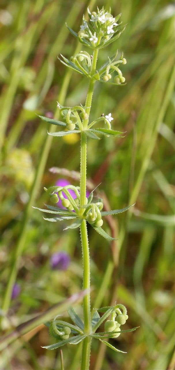 Corn-cleavers 28