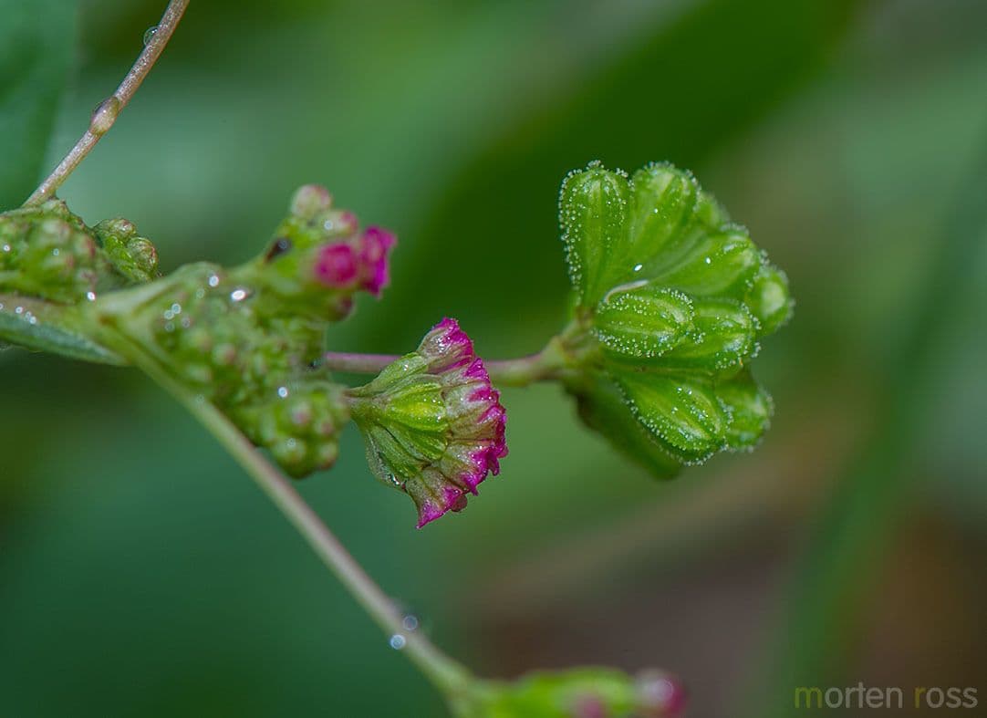 Boerhavia diffusa 4