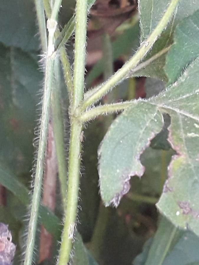 Canapa selvatica 23