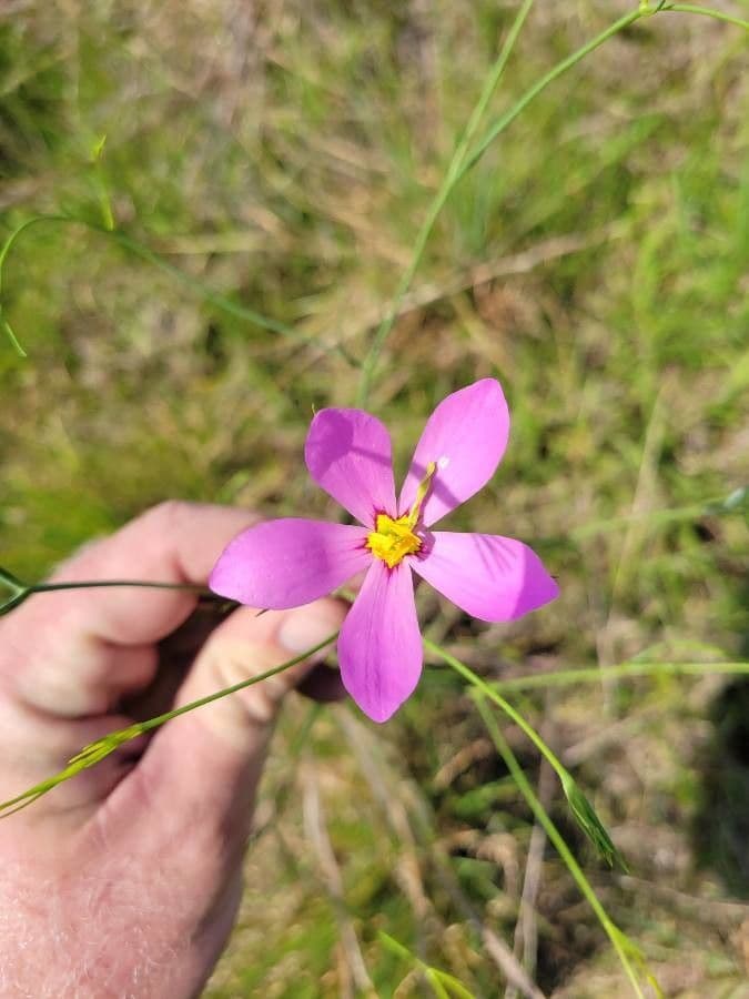 Großblütige Rosen-Enzian
