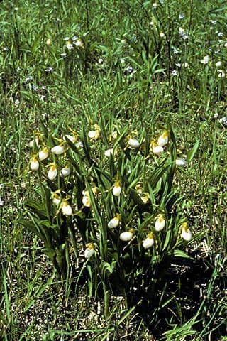 Cipripedio bianco 10