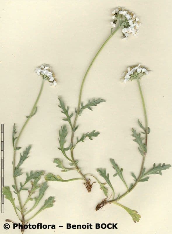 Achillea clavennae 31