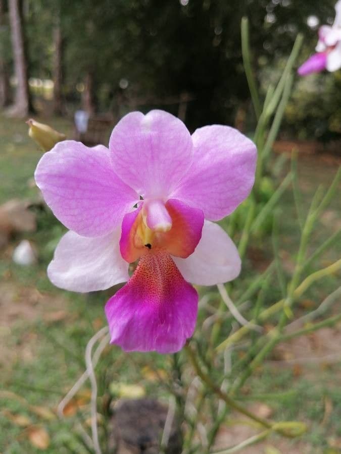 Papilionanthe 4