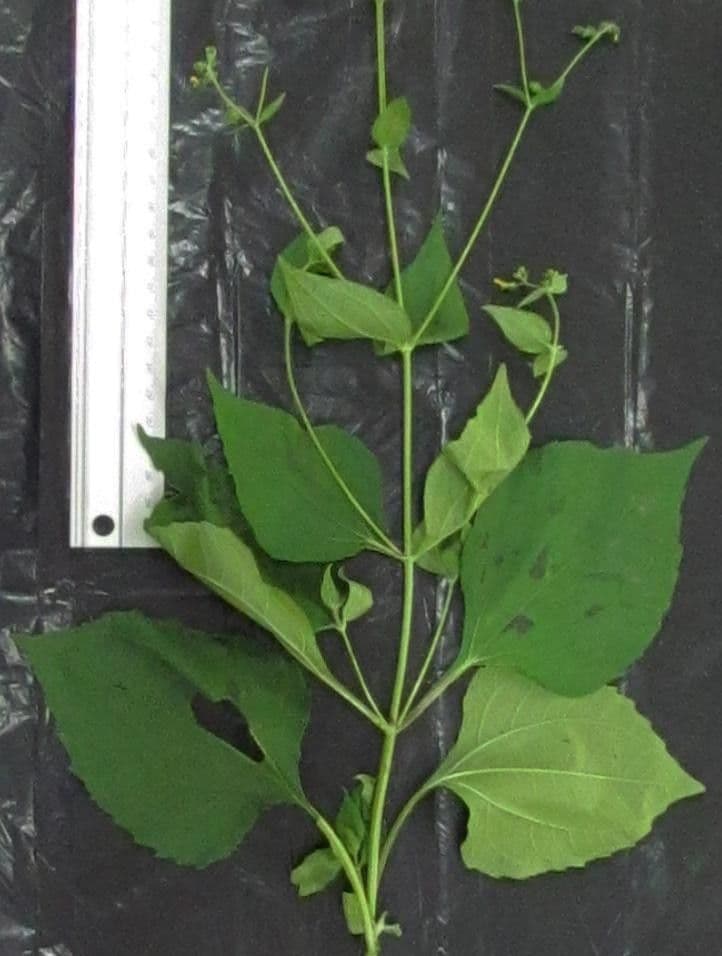 Fünfblütige Milleria 15