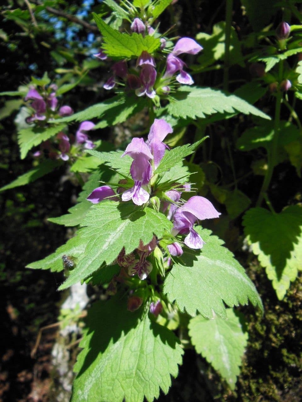 Falsa ortica macchiata 27