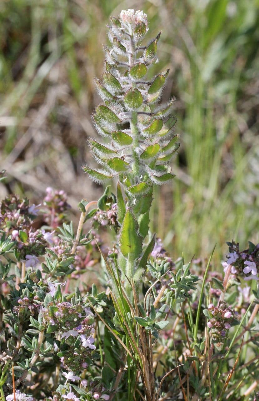 Lepidium 14