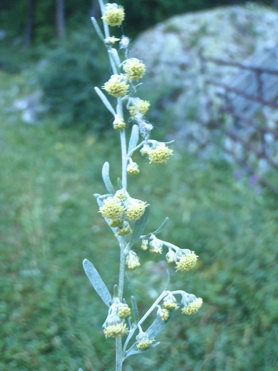Weiße Artemisia 10