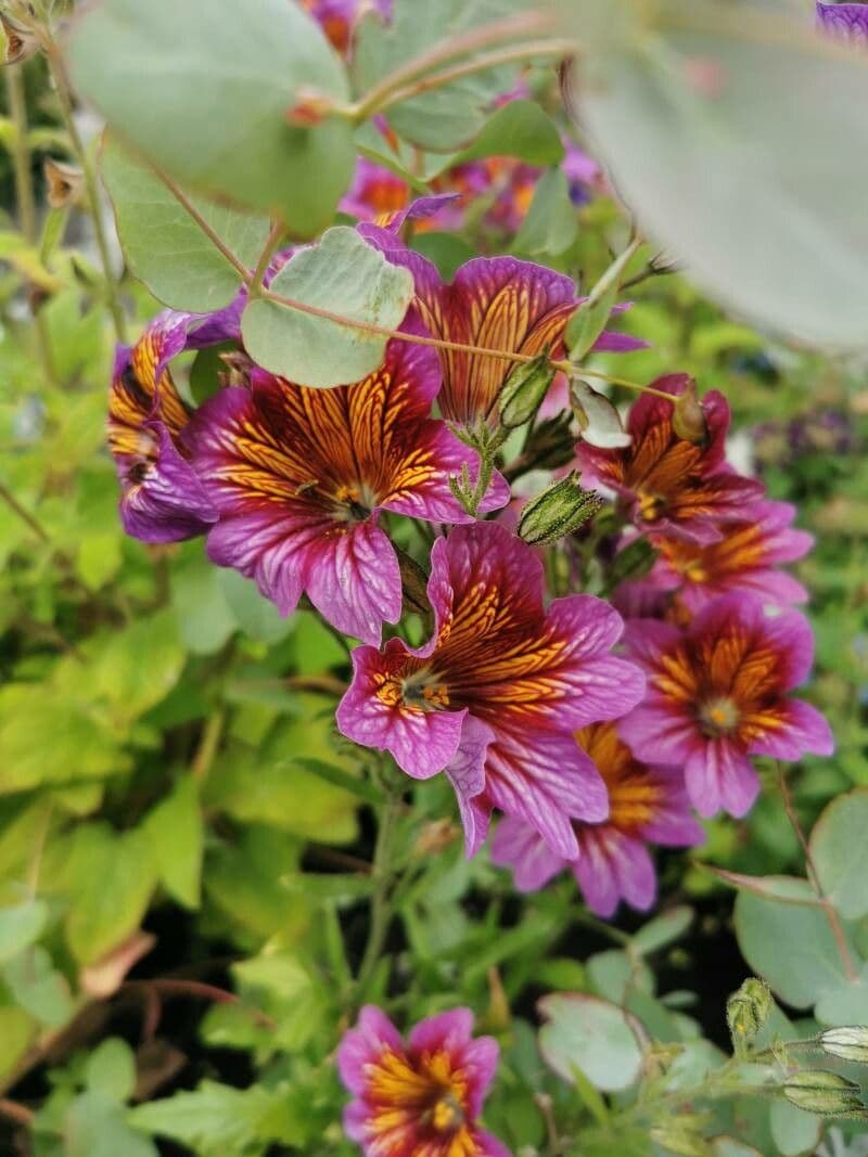 Salpiglossis 3