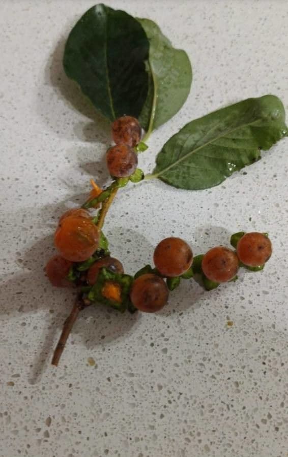 Diospyros