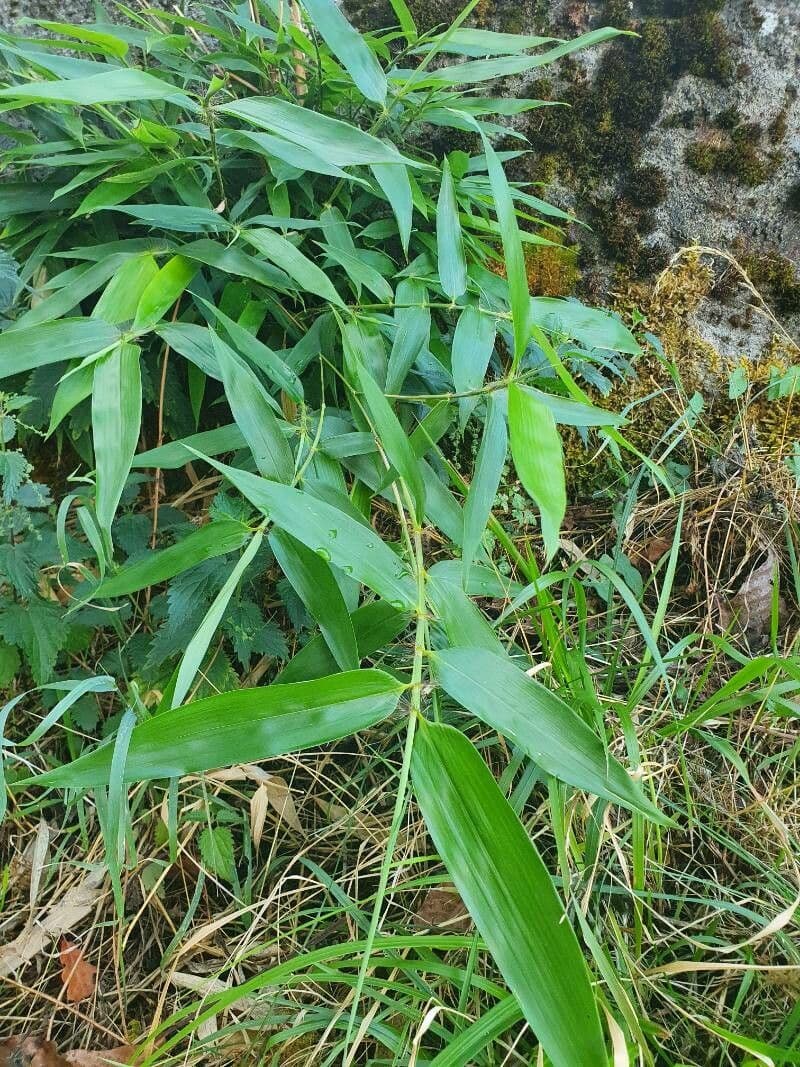 Bambù palmata 2