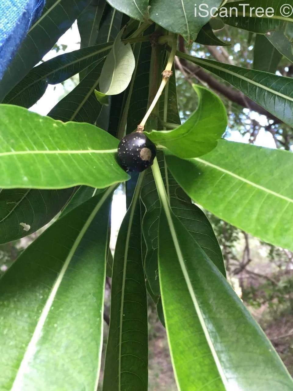 Rauvolfia 3