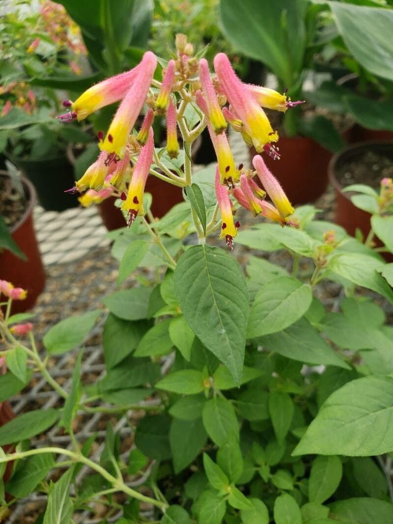 Cuphea 5