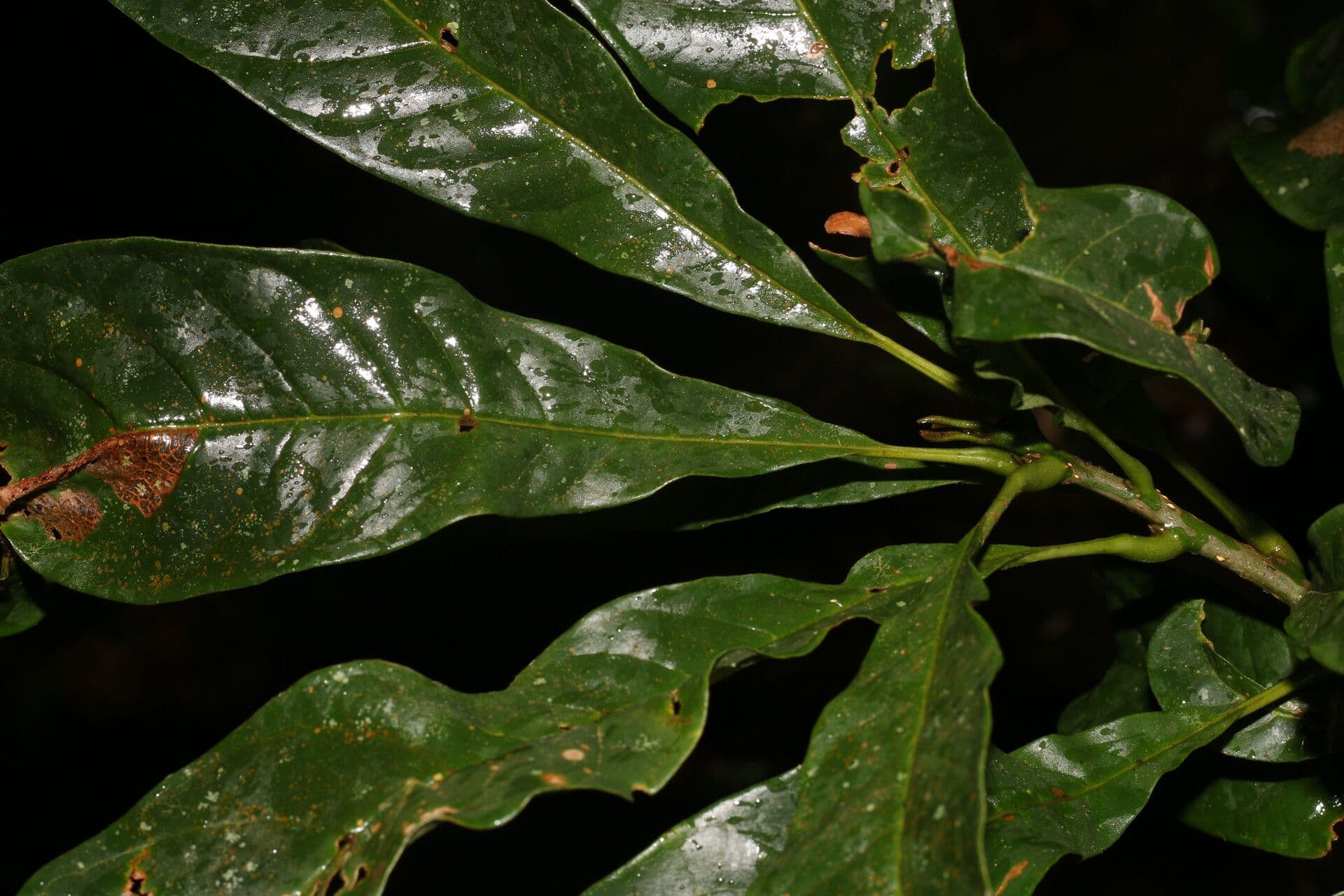 Meliosma 17