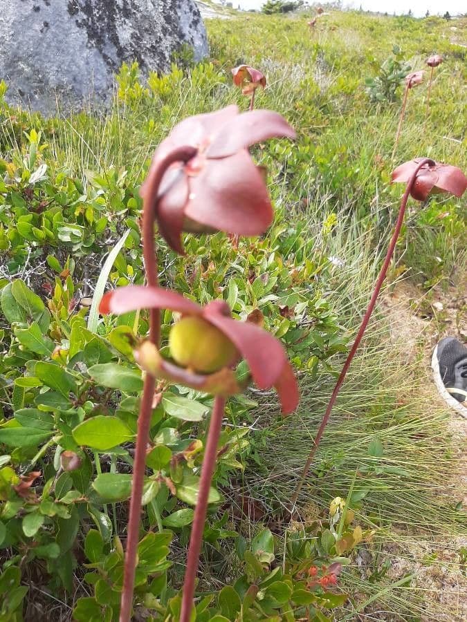 Rote Schlauchpflanze 4