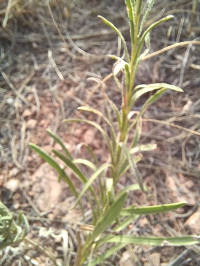 Liatris punctata 14